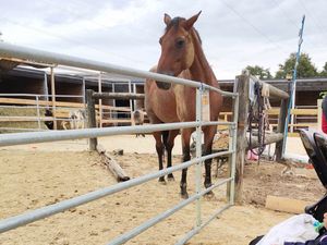 Assistante maternelle à Brétigny-sur-Orge – photo du centre equestre