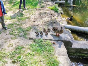 Assistante maternelle à Brétigny-sur-Orge – photo du parc du Carouge