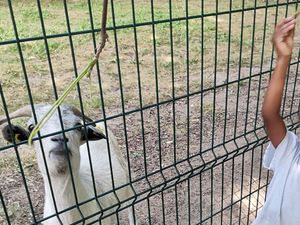Assistante maternelle à Brétigny-sur-Orge – photo du parc du Carouge visite chèvres