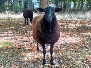 Assistante maternelle à Brétigny-sur-Orge – photo d'un mouton au parc de la Fontaine