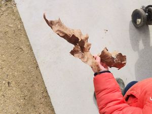 Assistante maternelle à Brétigny-sur-Orge – Promenade en extérieur, découverte de la nature avec les enfants